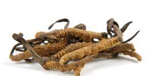 Cordyceps - liečivá huba ktorá pochádza zo západnej Číny